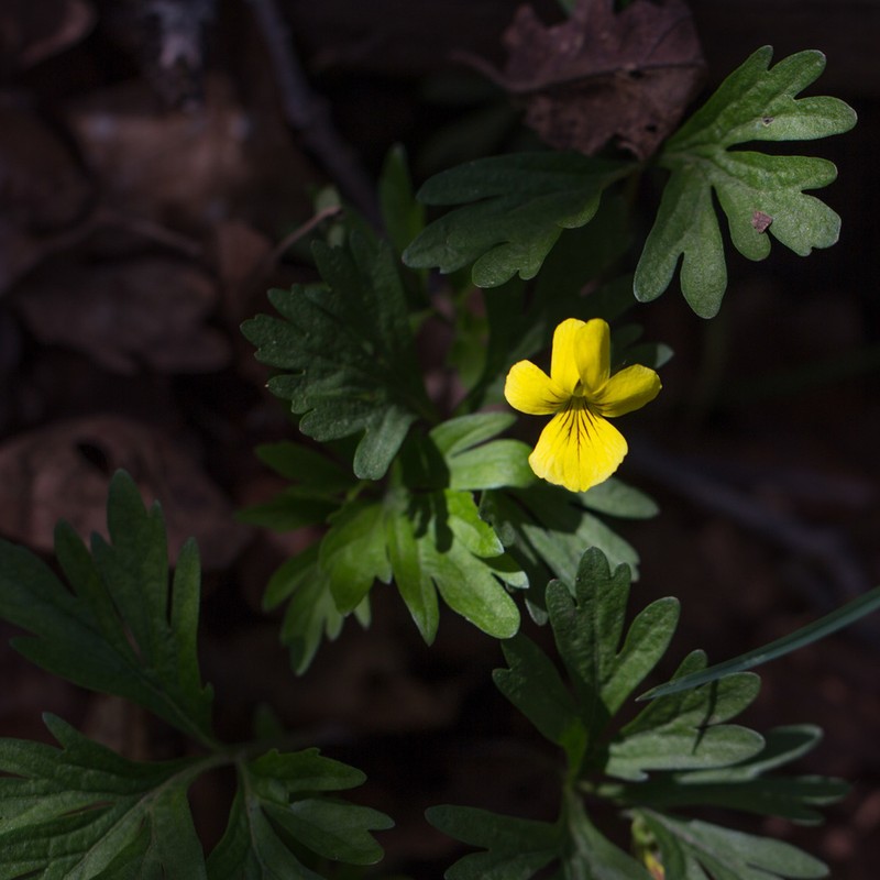 Shelton's Violet photo 3