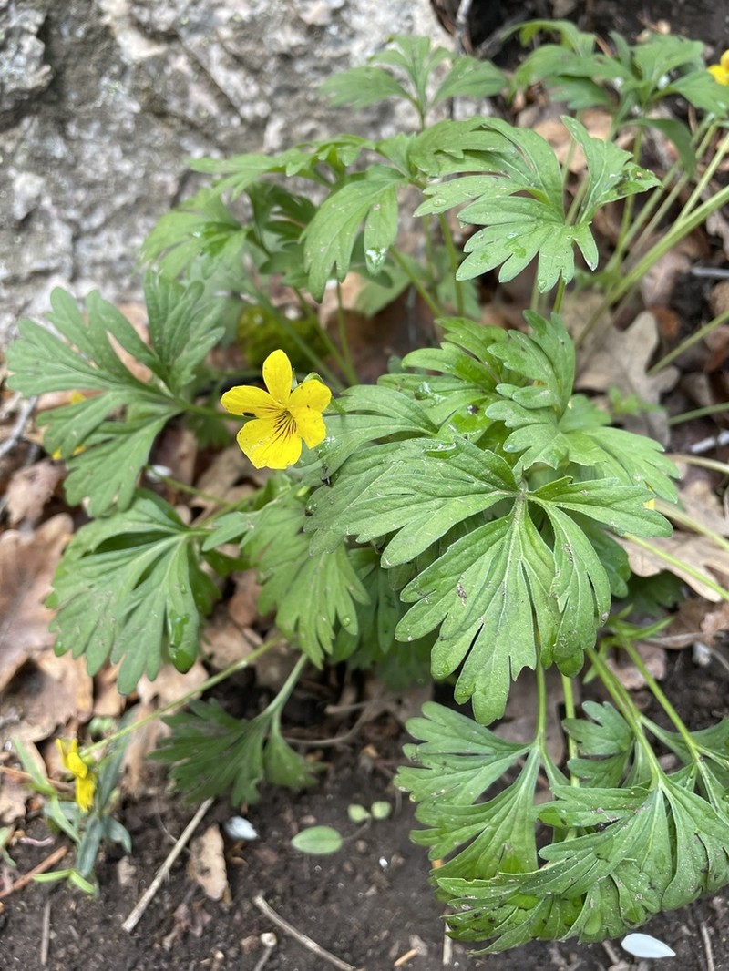Shelton's Violet photo 6