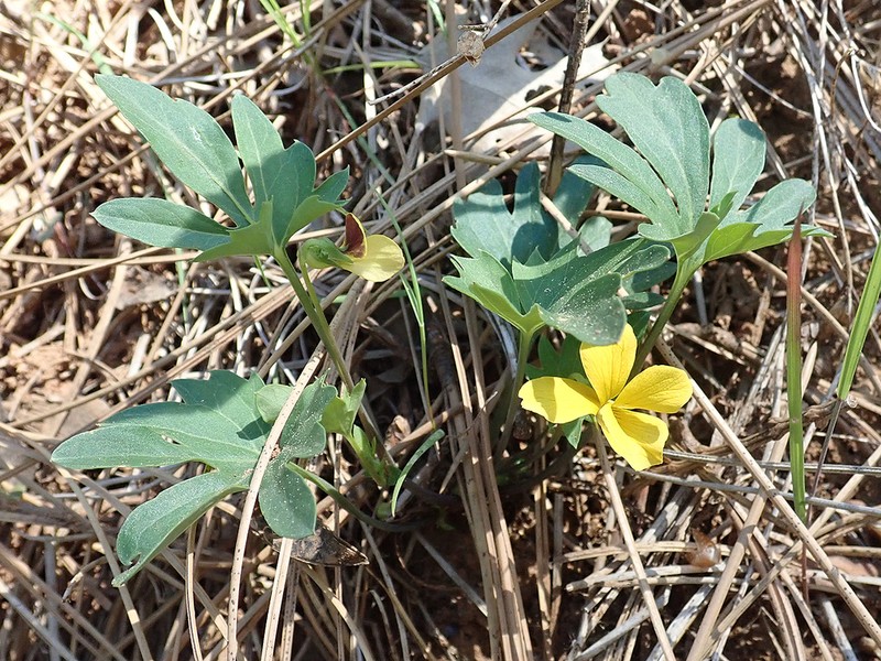 Shelton's Violet photo 7
