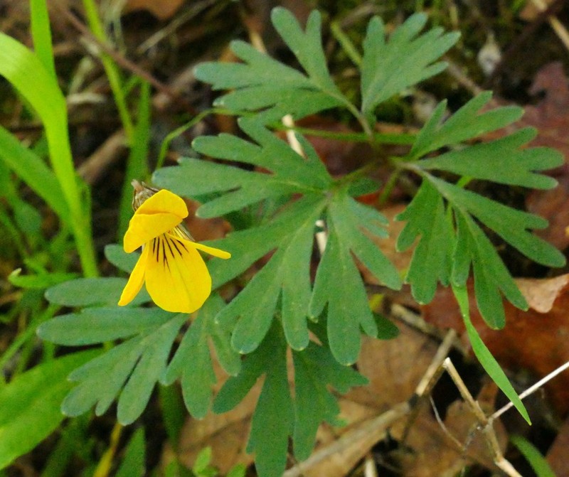 Shelton's Violet photo 8