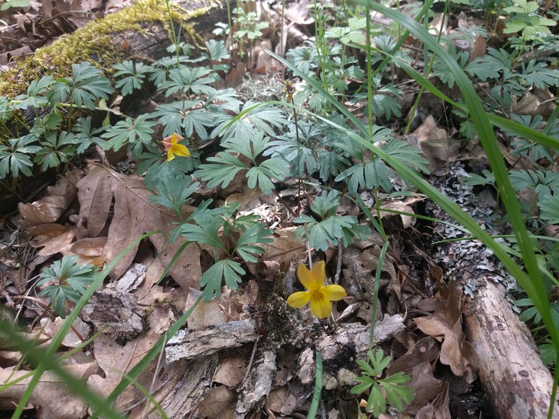 Shelton's Violet photo 3