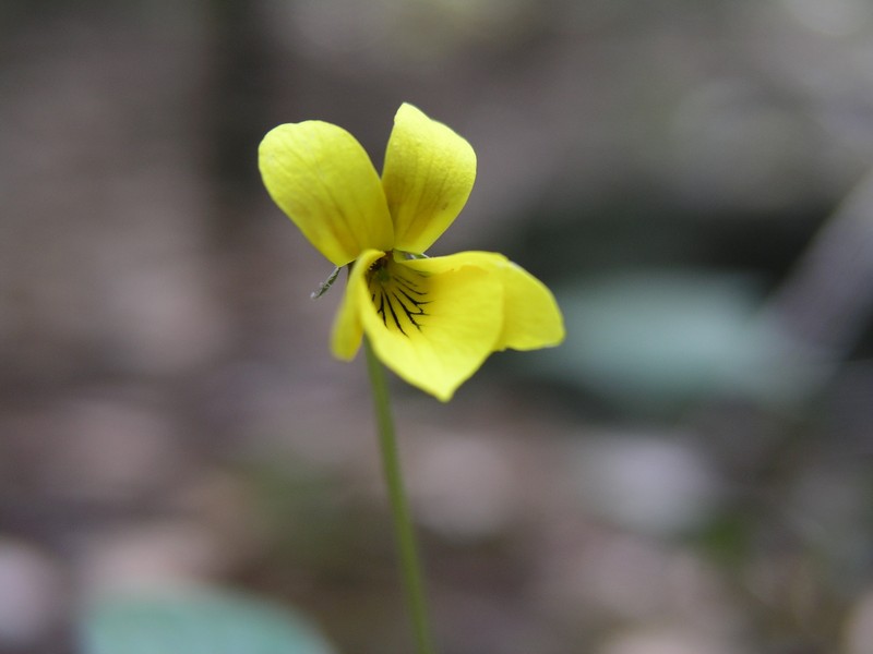 Shelton's Violet