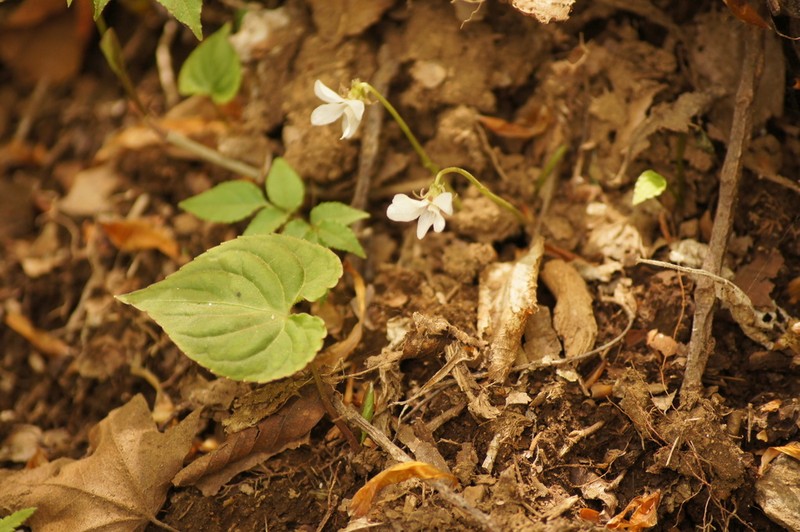 Viola shikokiana