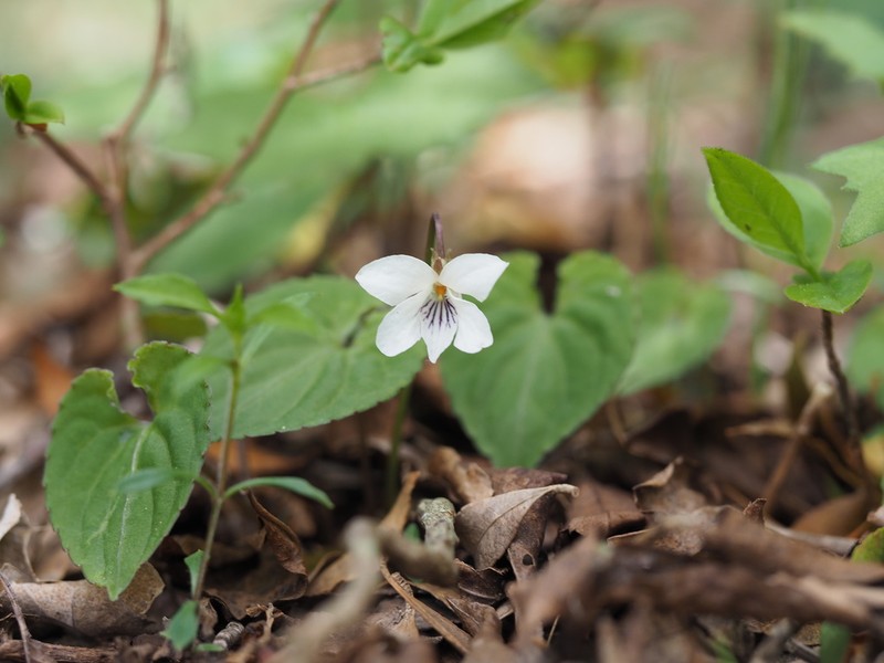 Viola shikokiana photo 2