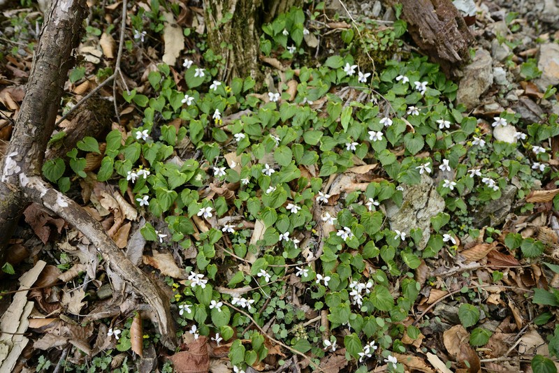 Viola shikokiana photo 3