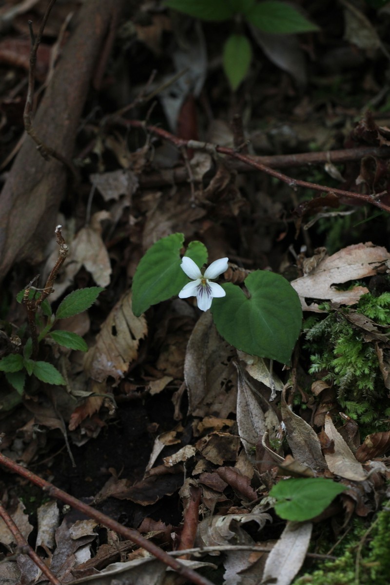 Viola shikokiana photo 4