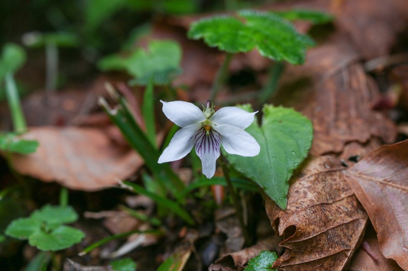 Viola shikokiana photo 6