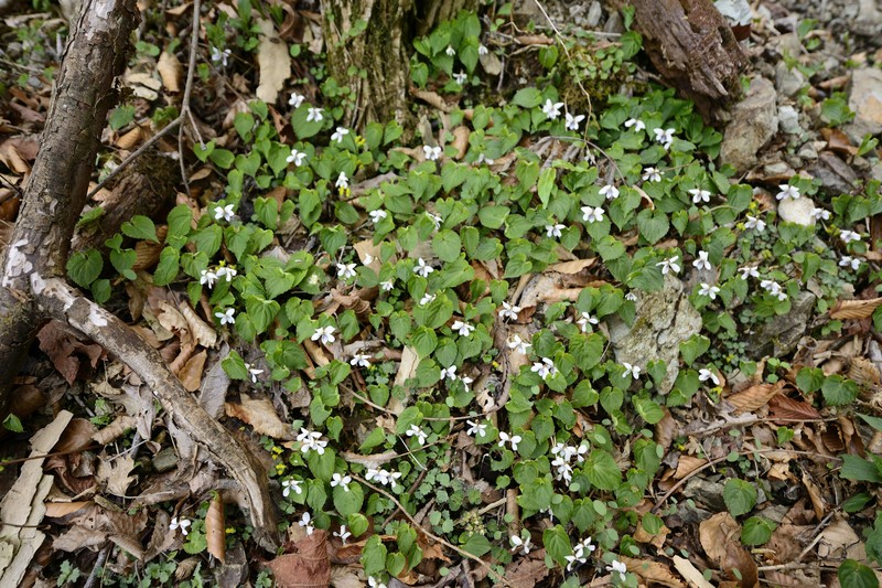 Viola shikokiana photo 7