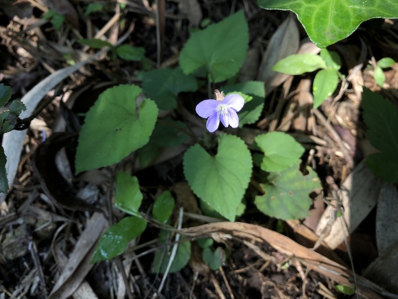 Viola shinchikuensis