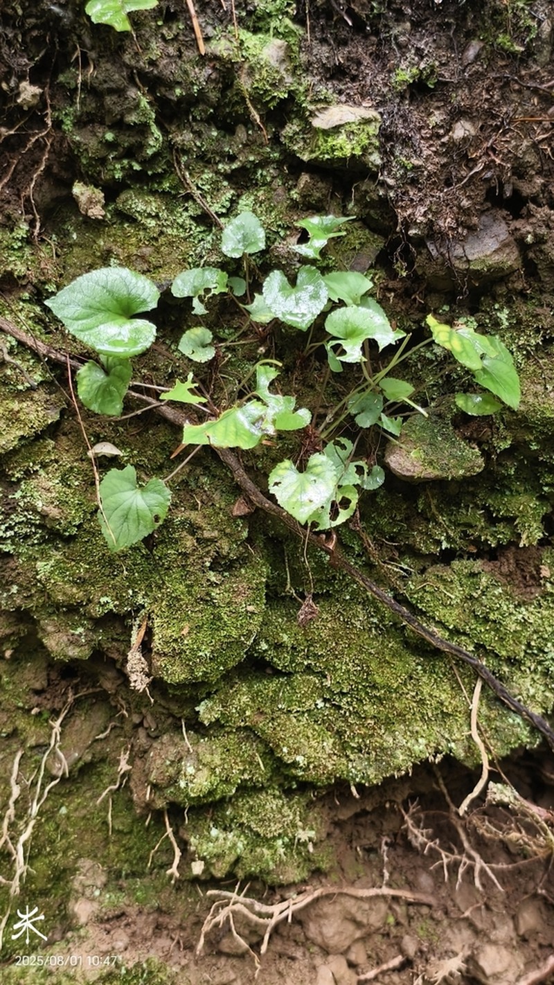 Viola shinchikuensis photo 2