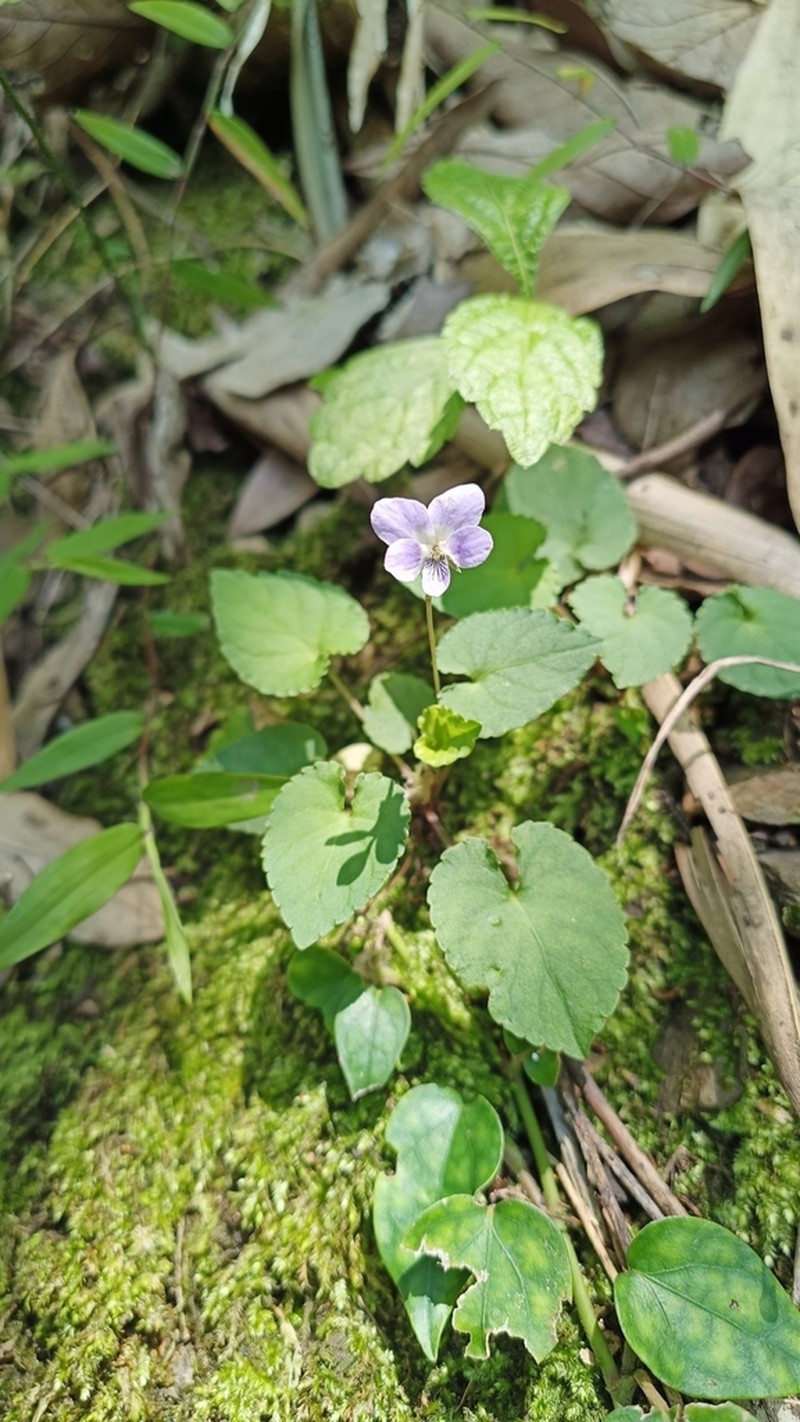 Viola shinchikuensis photo 3