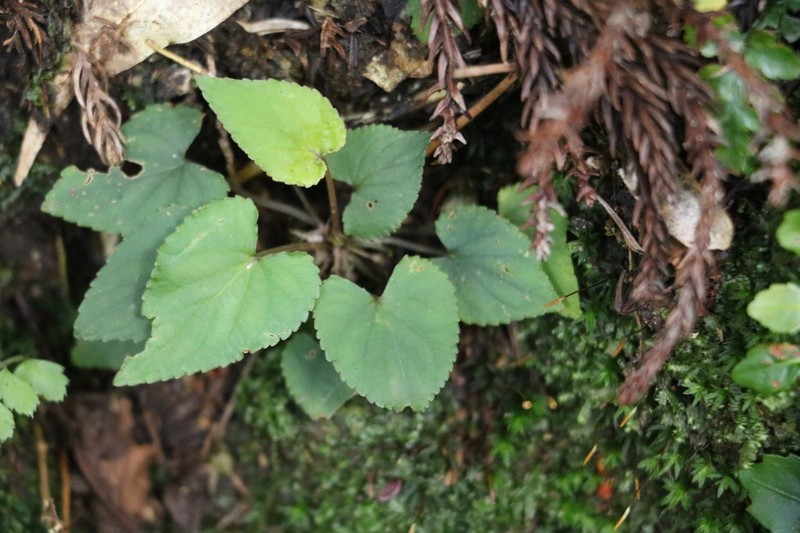 Viola shinchikuensis photo 4