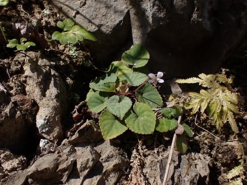 Viola shinchikuensis photo 5