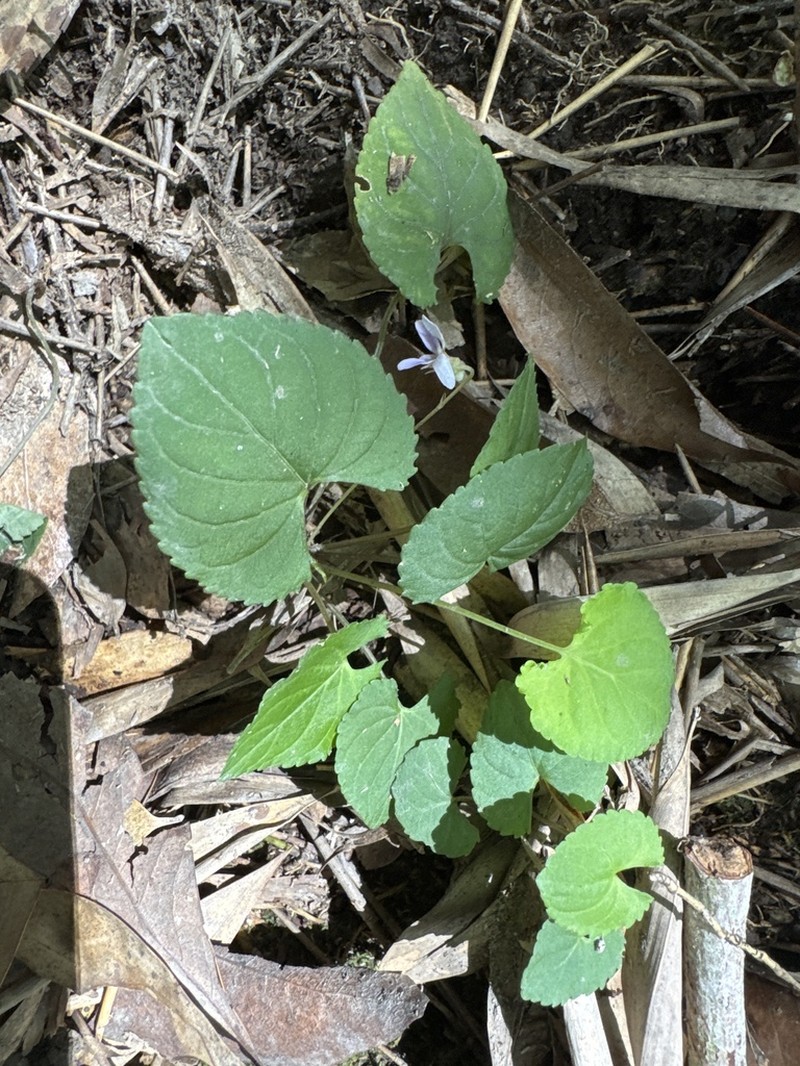 Viola shinchikuensis photo 6