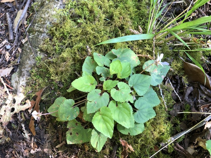 Viola shinchikuensis photo 7