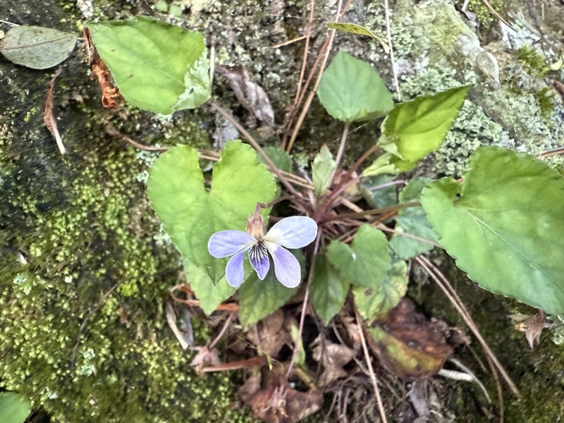 Viola shinchikuensis photo 8