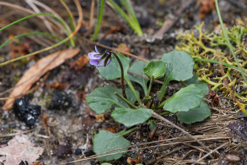 Viola sieberiana photo 2