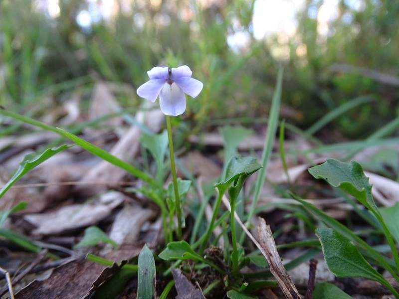 Viola sieberiana photo 3