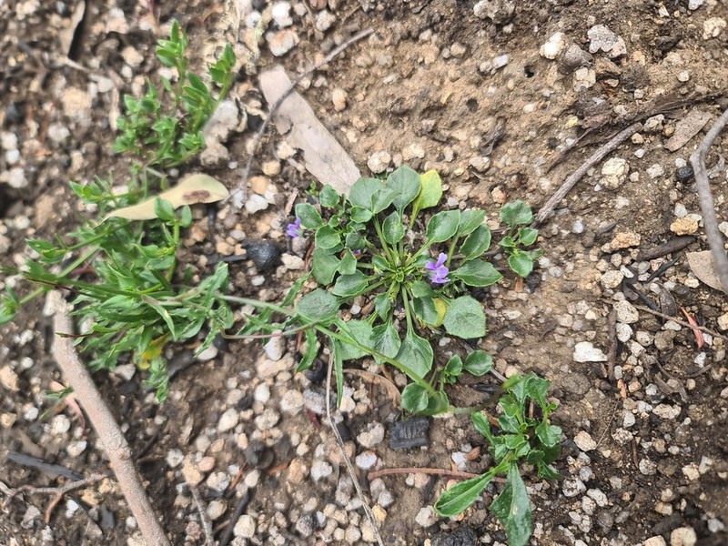 Viola sieberiana photo 5