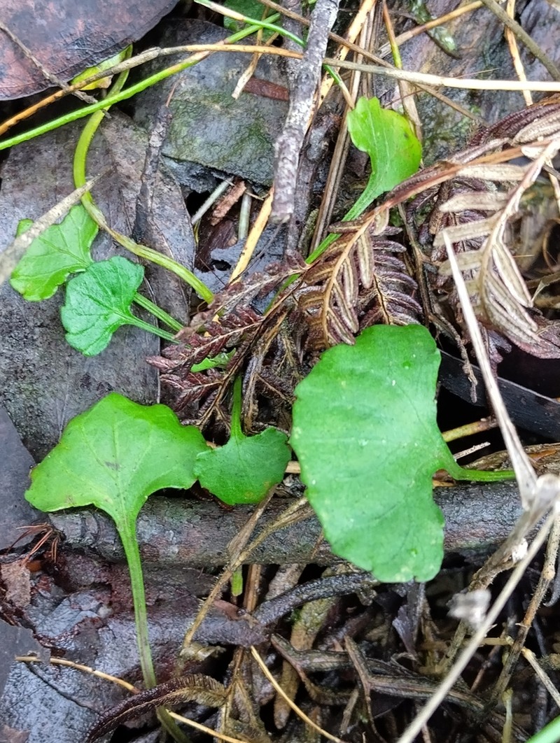 Viola sieberiana photo 6