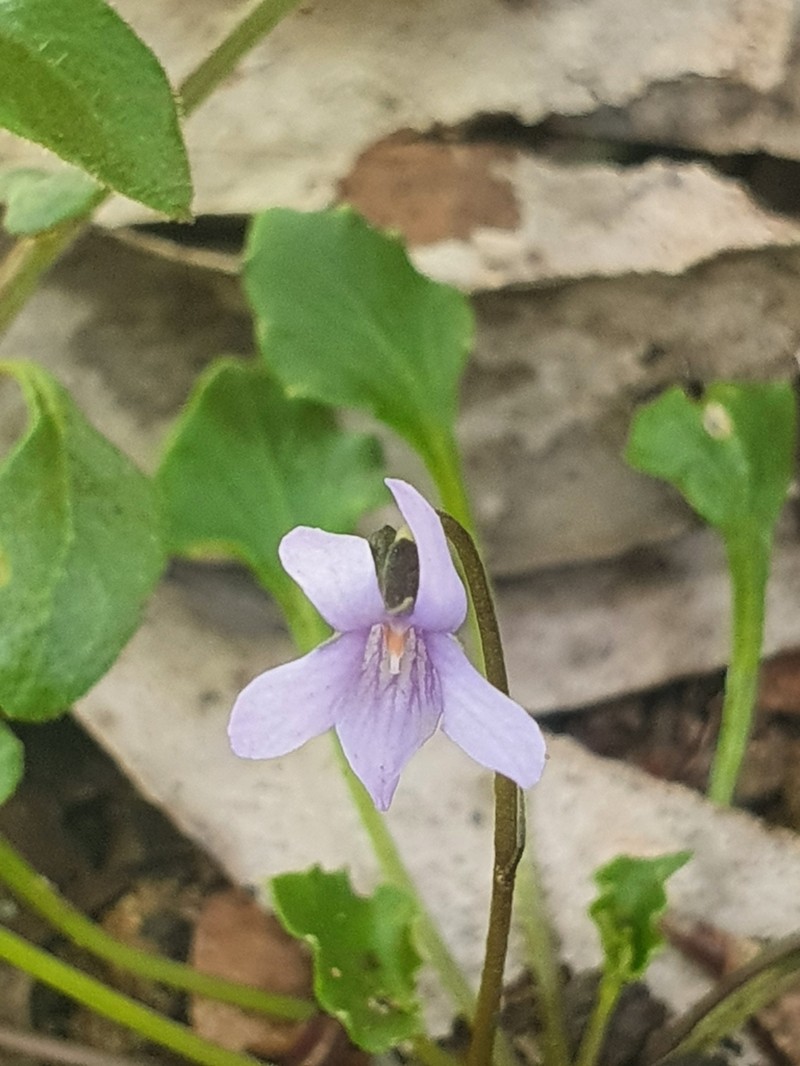 Viola sieberiana photo 8