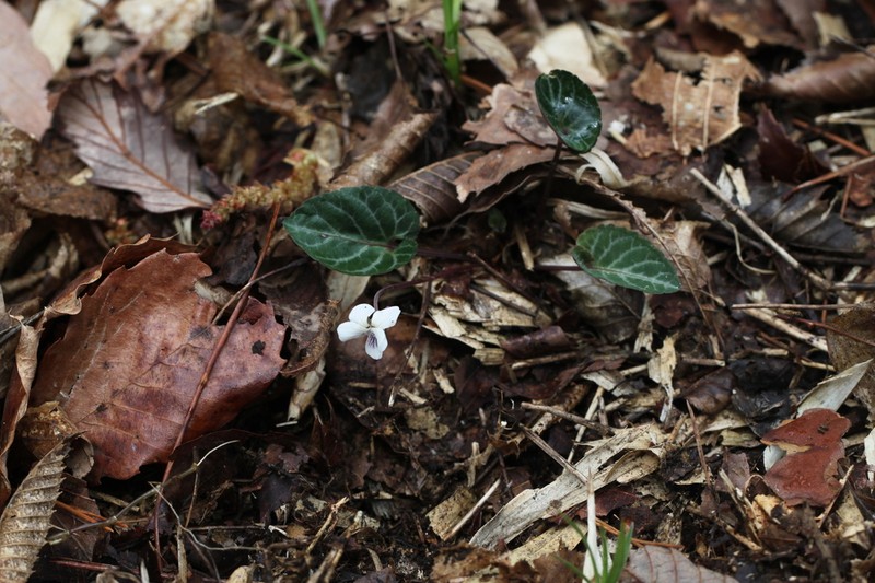 Viola sieboldii