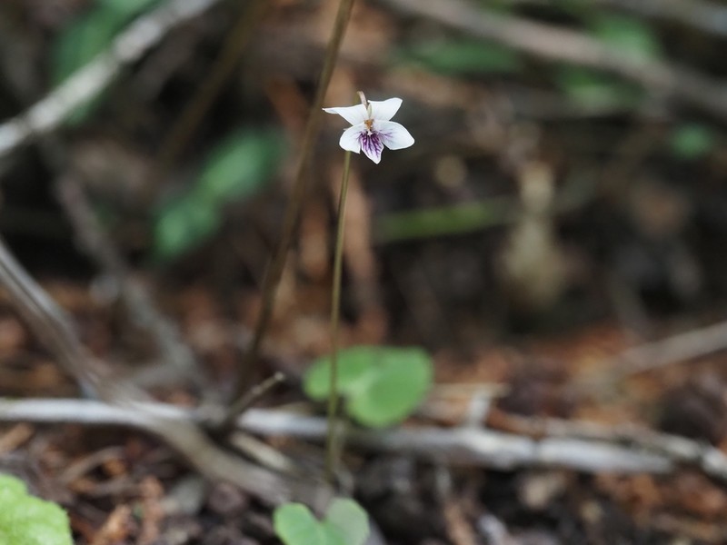 Viola sieboldii photo 2