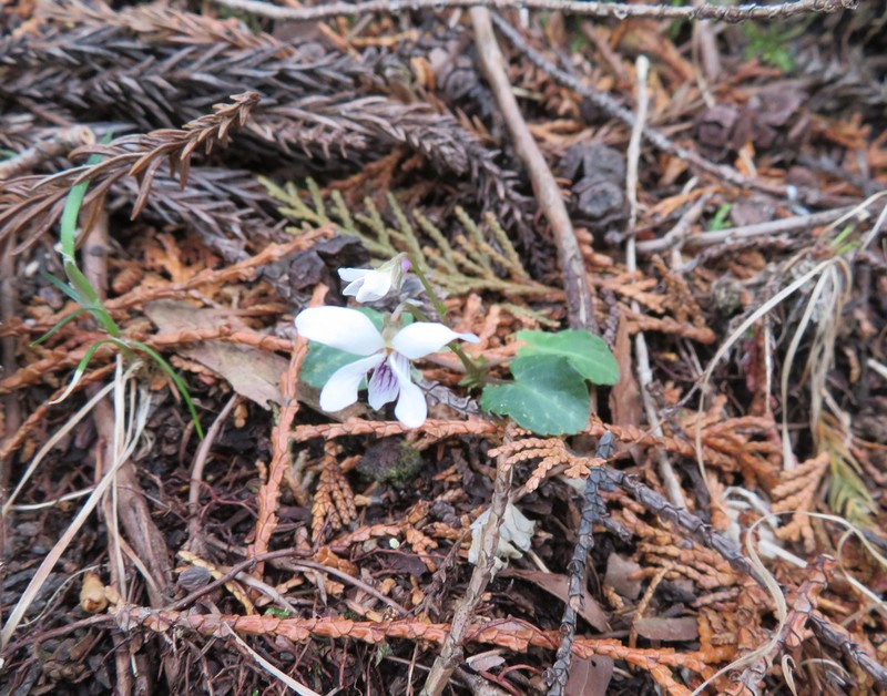 Viola sieboldii photo 3