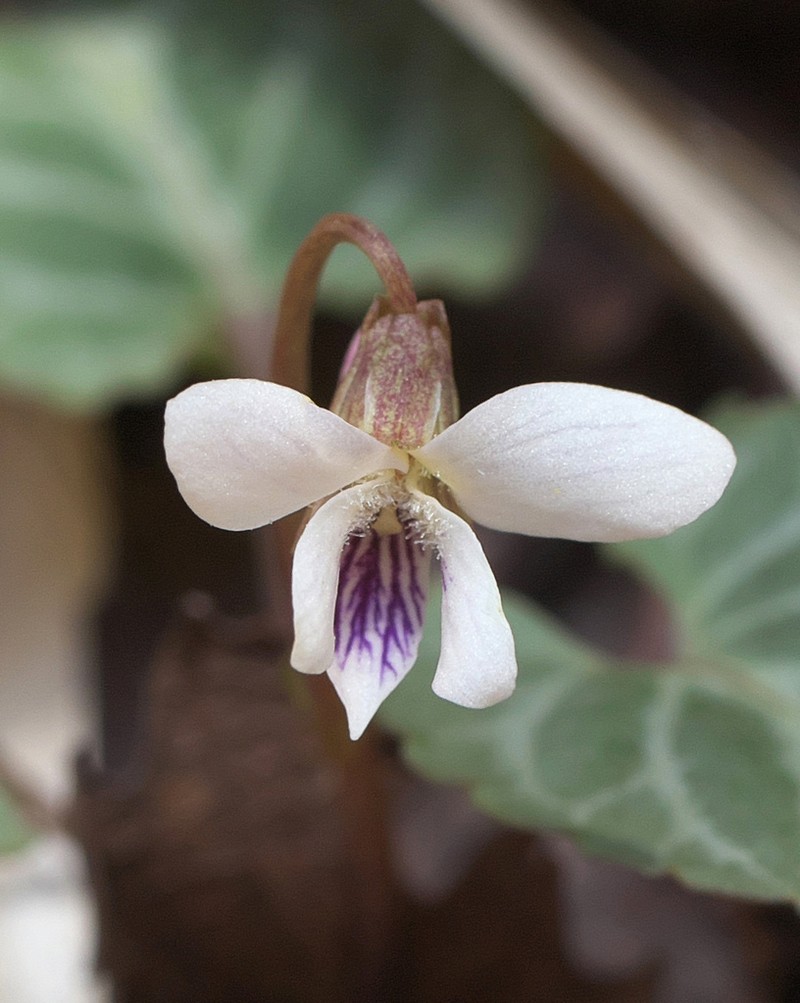 Viola sieboldii photo 4