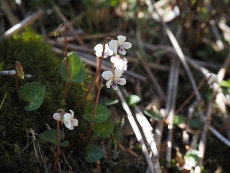 Viola sieboldii photo 5