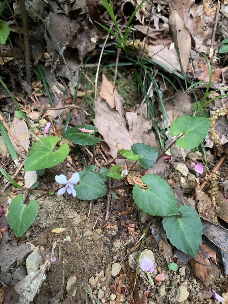 Viola sieboldii photo 6