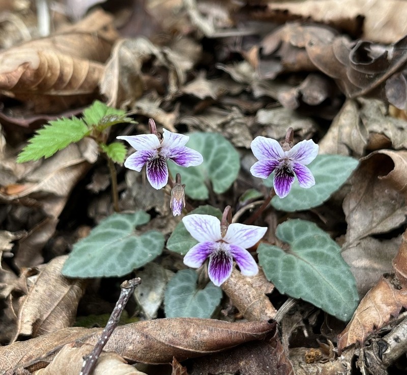 Viola sieboldii photo 7