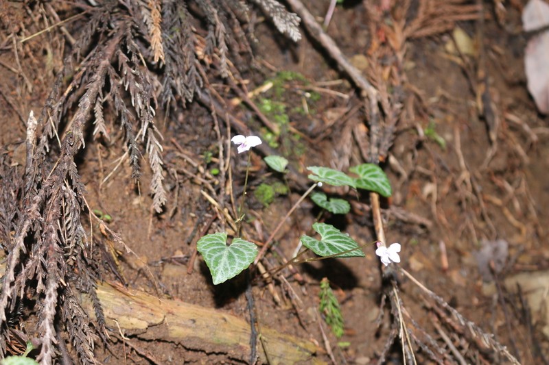 Viola sieboldii photo 8