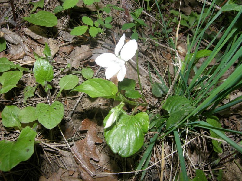 Viola sieheana