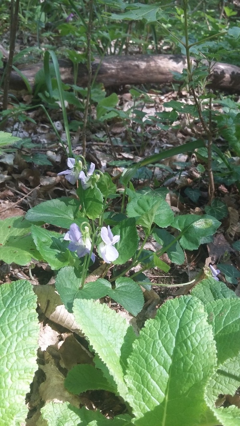 Viola sieheana photo 2