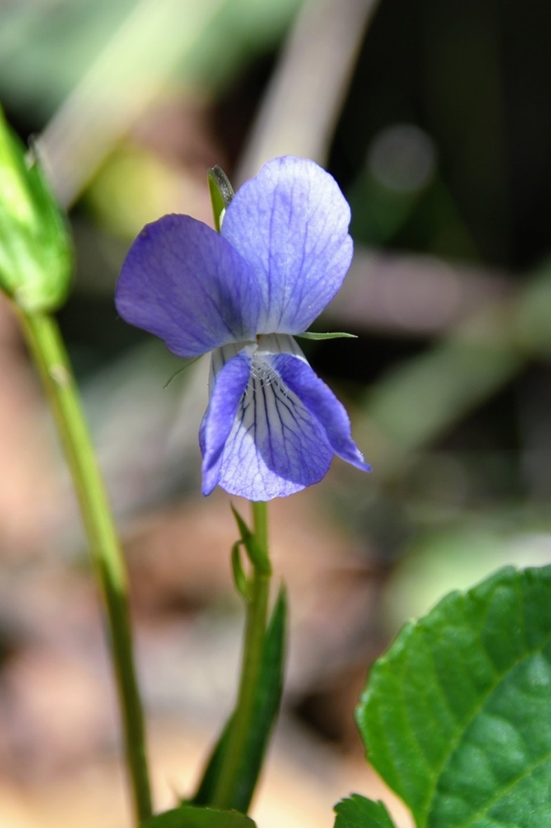 Viola sieheana photo 3
