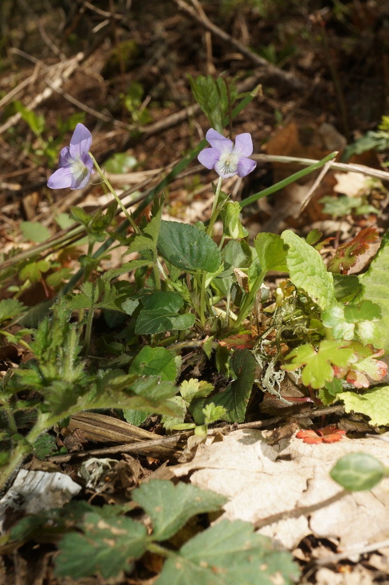 Viola sieheana photo 4