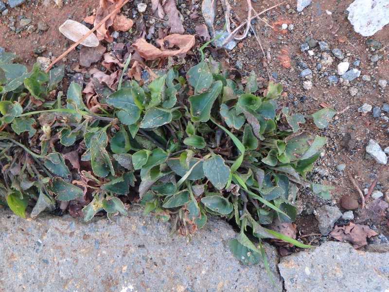 Viola sieheana photo 5
