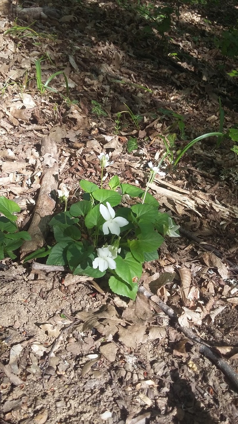 Viola sieheana photo 6