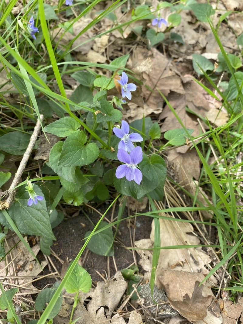 Viola sieheana photo 8