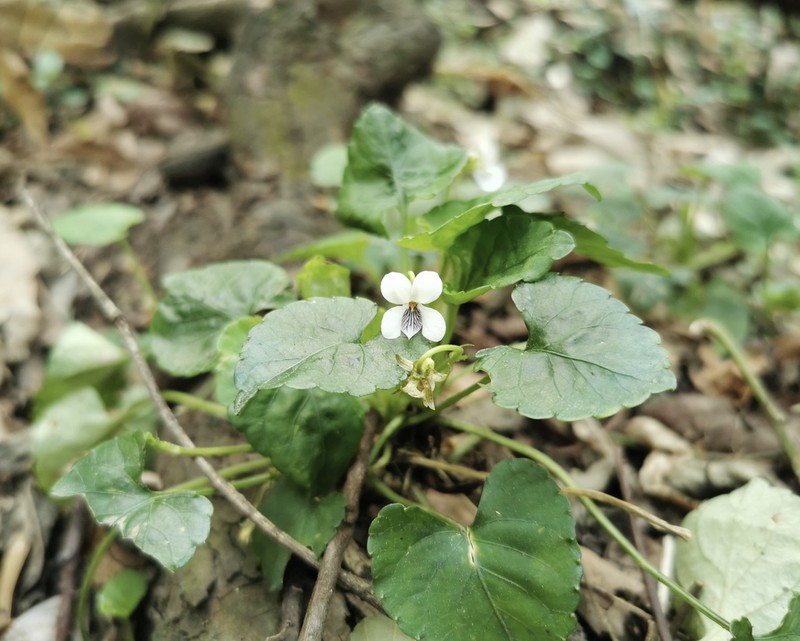 Viola sikkimensis