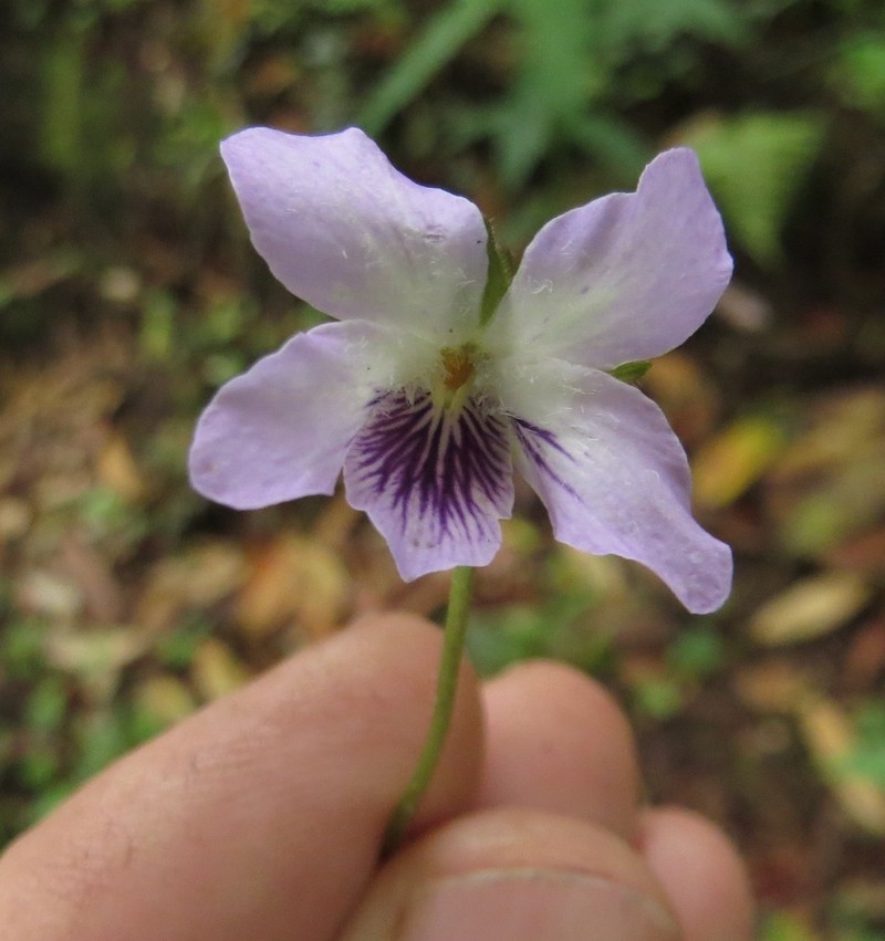 Viola sikkimensis photo 2