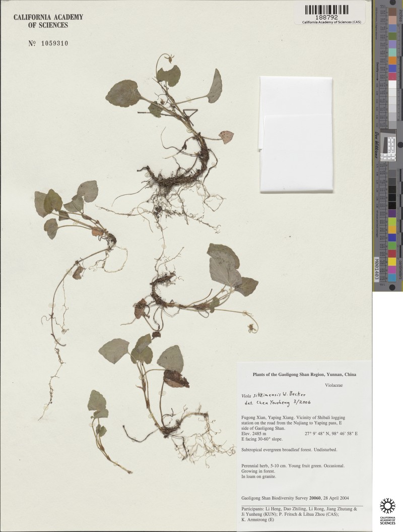Viola sikkimensis photo 3