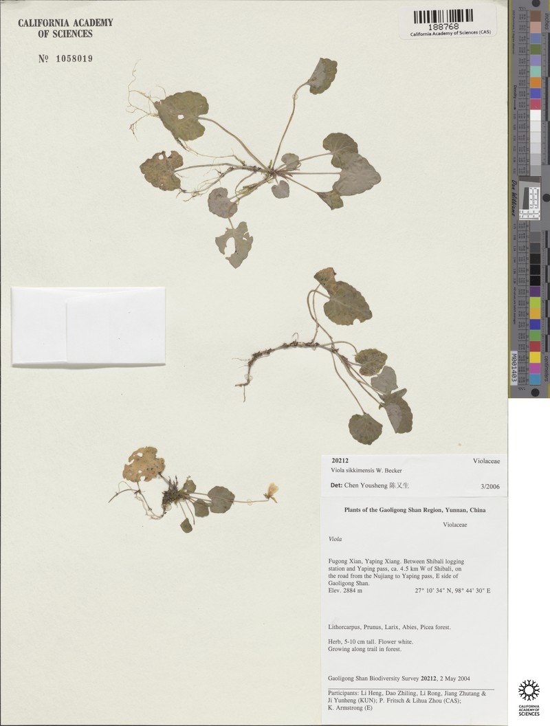 Viola sikkimensis photo 4