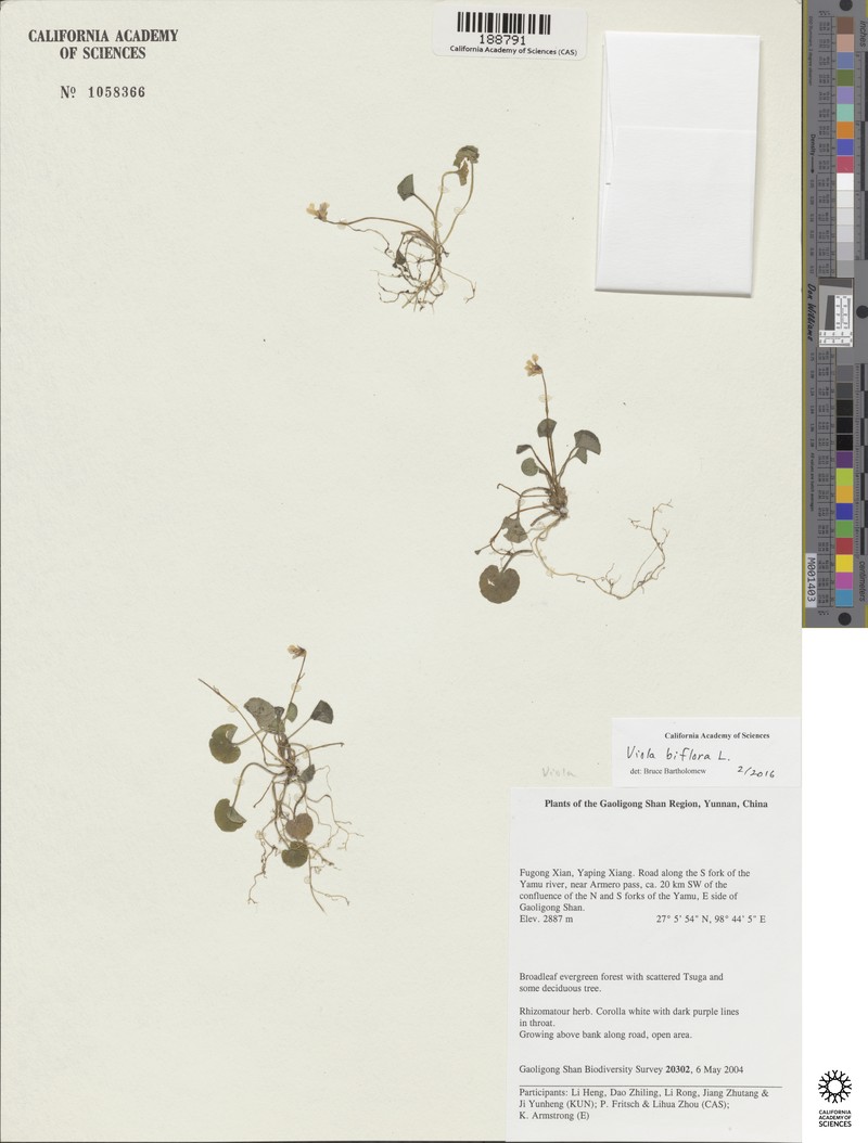 Viola sikkimensis photo 5