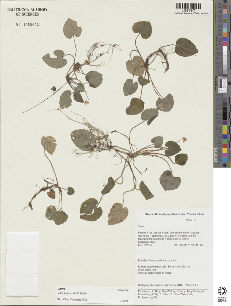 Viola sikkimensis photo 6