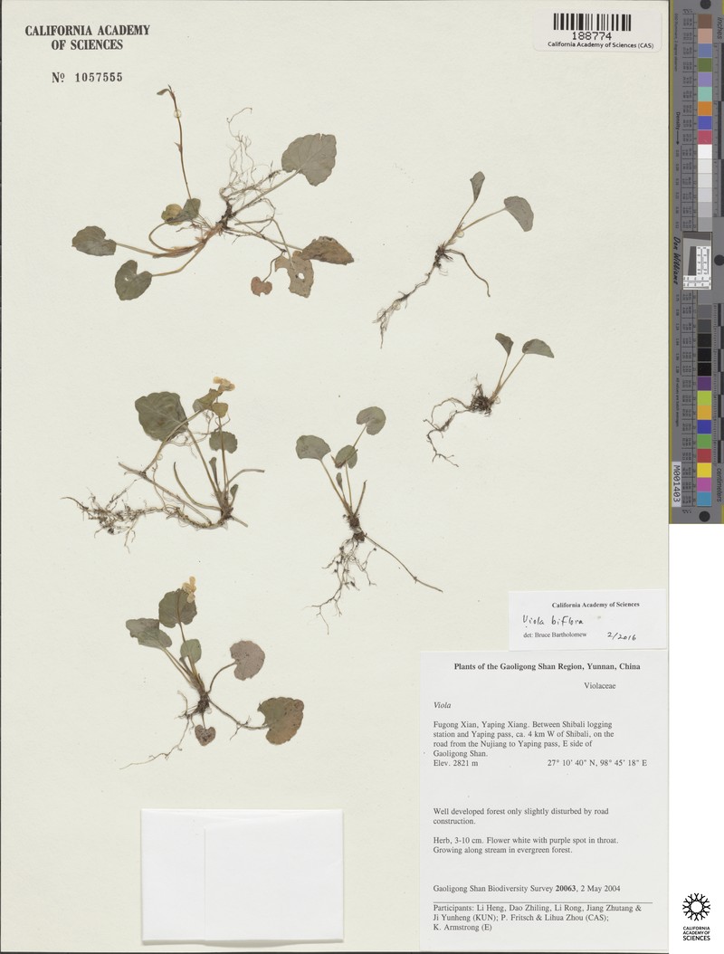 Viola sikkimensis photo 7