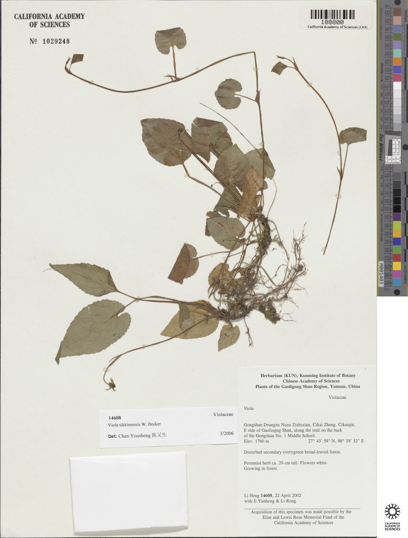 Viola sikkimensis photo 8