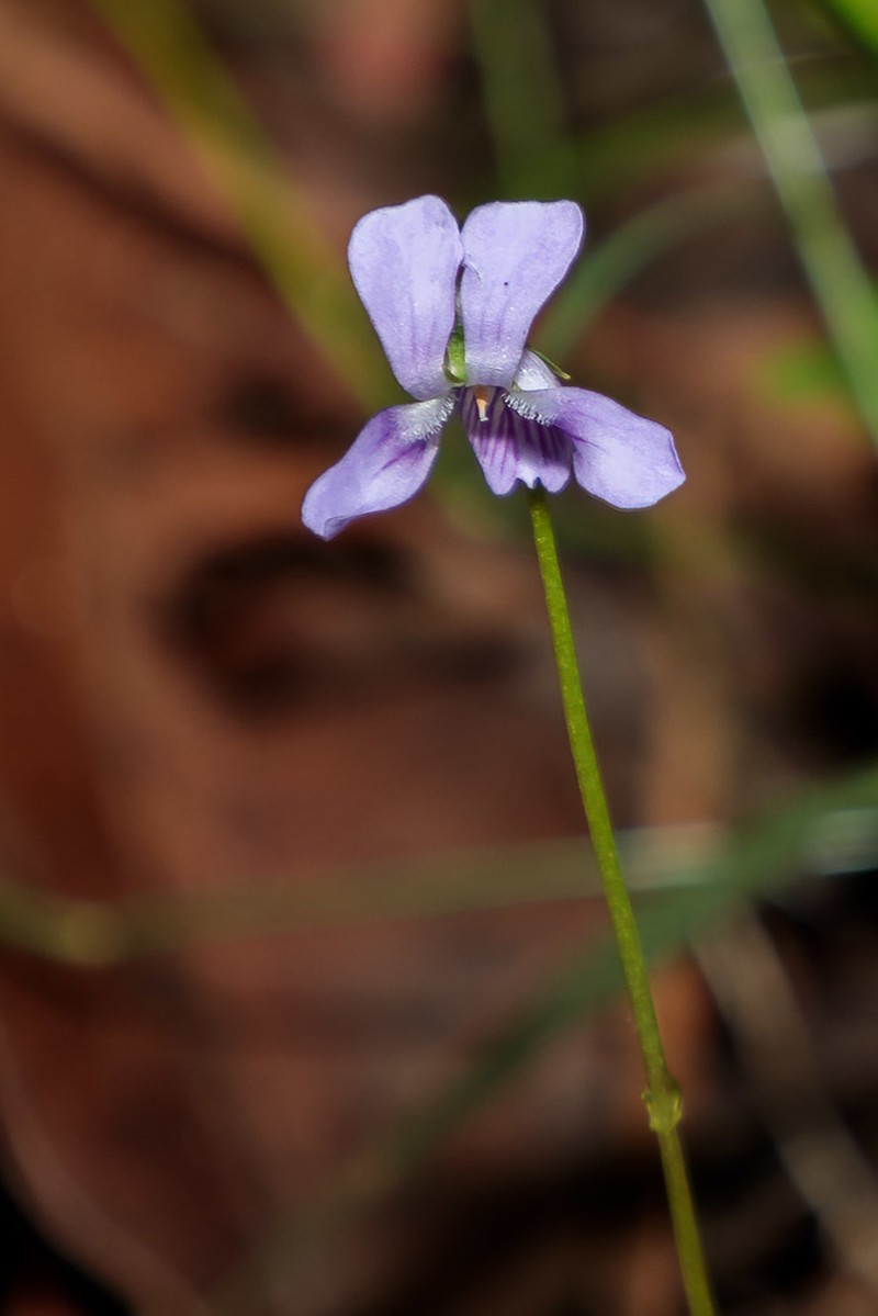 Viola silicestris