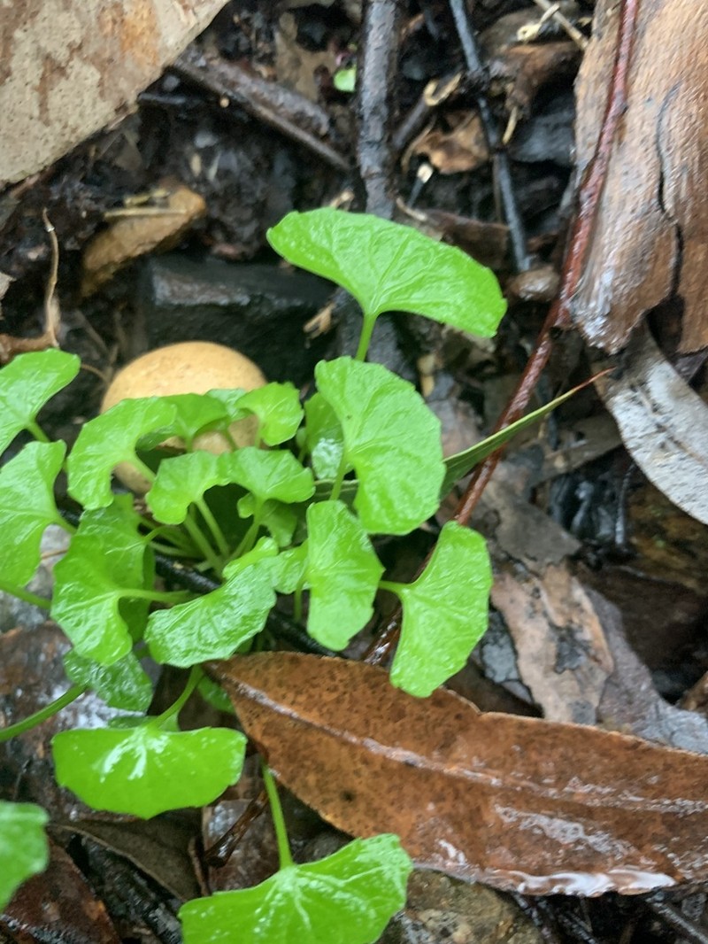 Viola silicestris photo 2